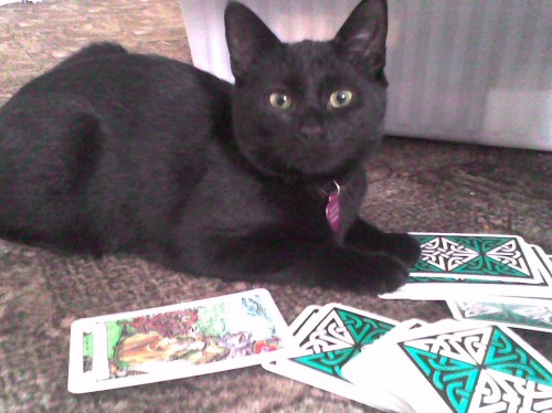 "I read your fortune, but first: cross my paw with catnip."